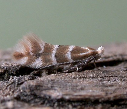 Adult • ex Mine on Symphoricarpos, Appleton, Cheshire • © Ian Kimber