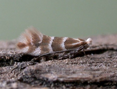 Phyllonorycter emberizaepenella