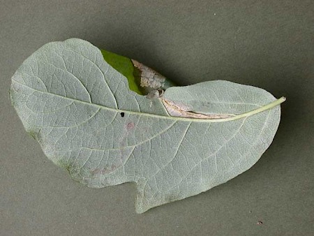 Phyllonorycter emberizaepenella