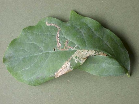 Phyllonorycter emberizaepenella