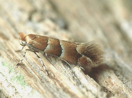 Phyllonorycter tristrigella