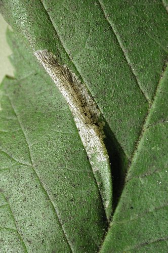 Phyllonorycter tristrigella