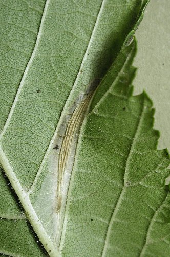 Phyllonorycter tristrigella