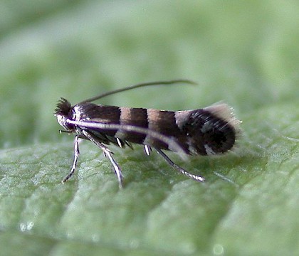 Adult • ex Leafmine on Alnus, Appleton, Cheshire • © Ian Kimber