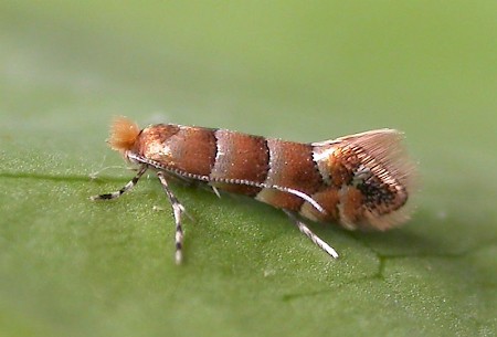 Phyllonorycter froelichiella