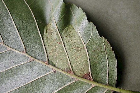 Phyllonorycter froelichiella