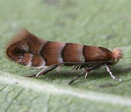 Adult • ex Mine on Corylus, Appleton, Cheshire • © Ian Kimber