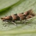 Adult • ex. Mines on Lonicera, Mellor, Derbyshire • © Ian Kimber