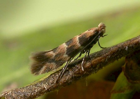 Phyllonorycter trifasciella