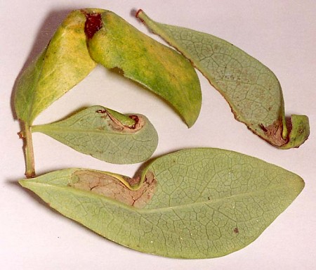 Phyllonorycter trifasciella