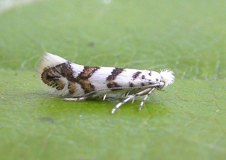 Phyllonorycter acerifoliella