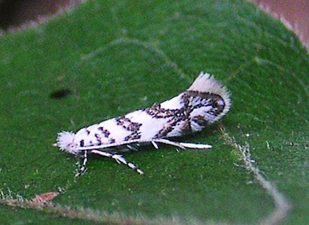 Phyllonorycter acerifoliella