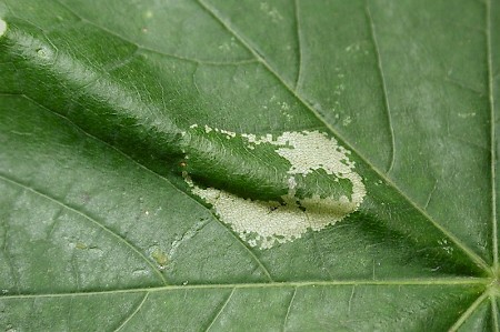 Phyllonorycter joannisi