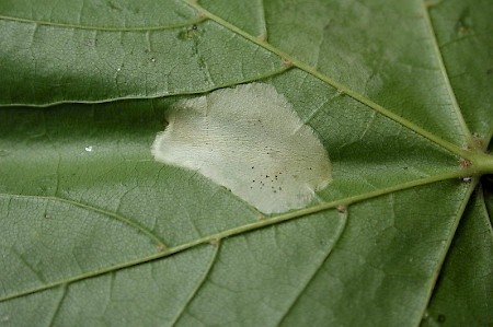 Phyllonorycter joannisi