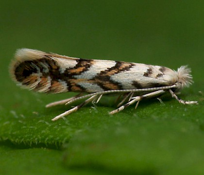 Adult • Monkwood, Worcs. • © Oliver Wadsworth