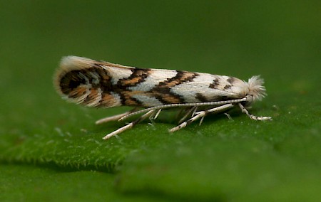 Phyllonorycter geniculella