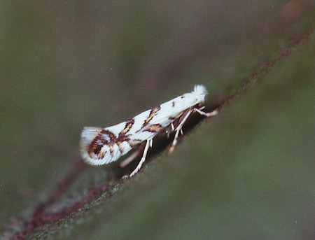 Phyllonorycter geniculella