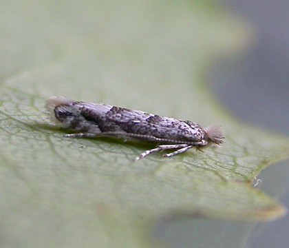 Adult • Greywell, Hampshire. Reared from mine in Populus • © Rob Edmunds