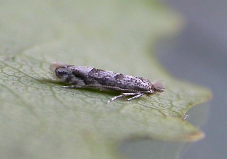 Phyllonorycter comparella