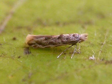 Phyllonorycter comparella