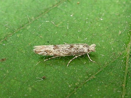 Phyllonorycter sagitella