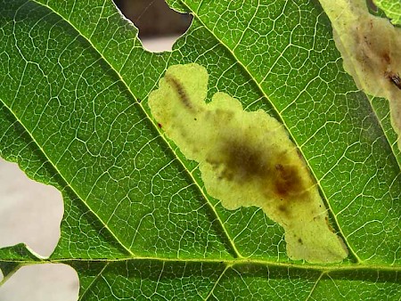 Horse Chestnut Leaf-miner Cameraria ohridella