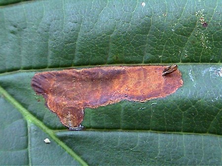 Horse Chestnut Leaf-miner Cameraria ohridella