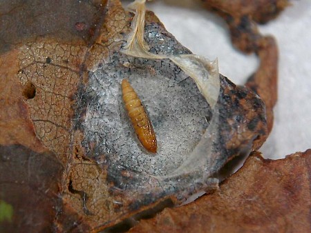 Horse Chestnut Leaf-miner Cameraria ohridella