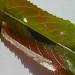 Leaf mine & larva • In leaf of crack willow • © Robert Homan