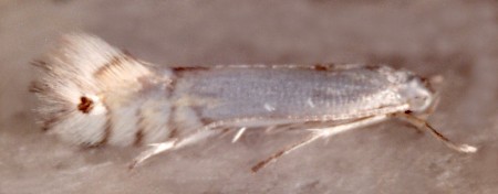 Phyllocnistis unipunctella