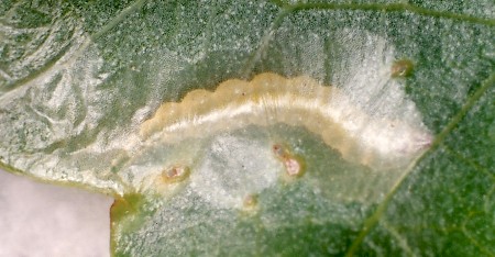 Phyllocnistis unipunctella