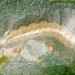 Larva • Mellor, Derbyshire • © Ian Smith