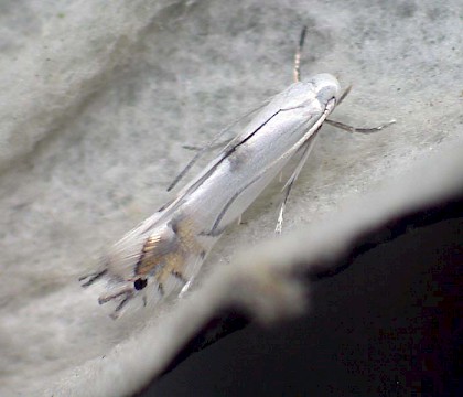 Gracillariidae