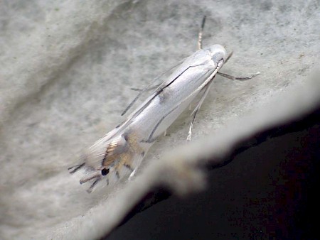 Phyllocnistis xenia