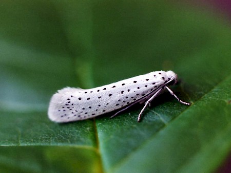 Bird-cherry Ermine Yponomeuta evonymella