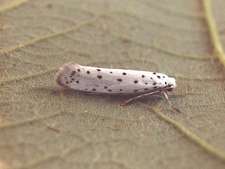 Orchard Ermine Yponomeuta padella