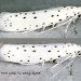 Adults • Ex larvae on Malus. Meols, Cheshire. • © Ian Smith