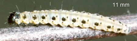 Apple Ermine Yponomeuta malinellus