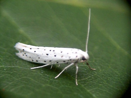 Spindle Ermine Yponomeuta cagnagella