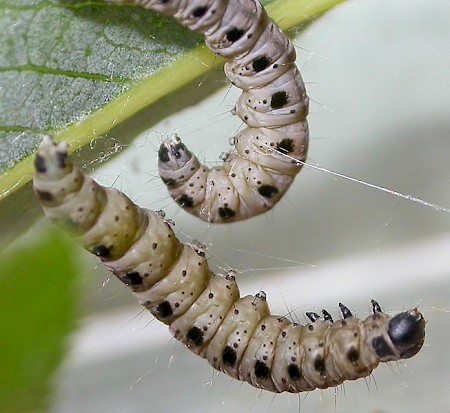 Willow Ermine Yponomeuta rorrella