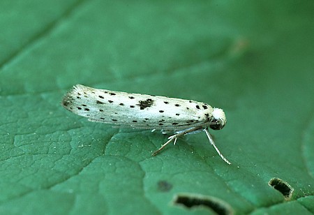 Yponomeuta plumbella