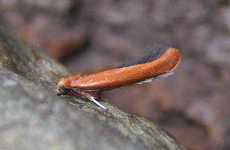 Zelleria hepariella