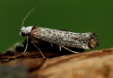 Pseudoswammerdamia combinella