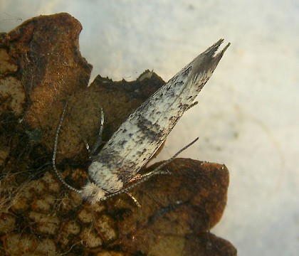 Adult • Ben Wyvis, Inverness-Shire, reared from larva • © Bob Heckford