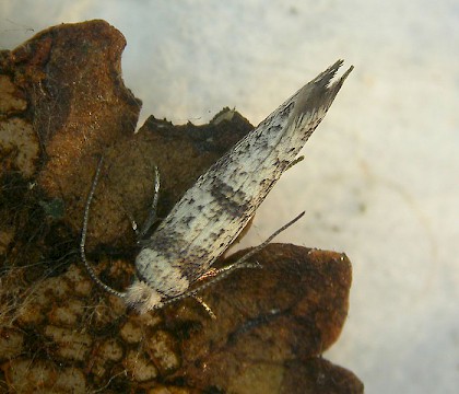 Adult &bull; Ben Wyvis, Inverness-Shire, reared from larva &bull; &copy; Bob Heckford
