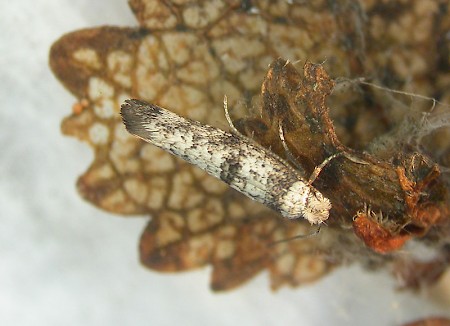 Swammerdamia passerella