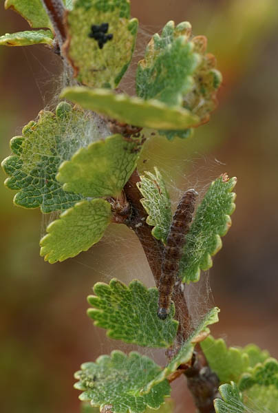 Swammerdamia passerella