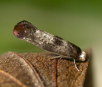 Adult • Chorlton Water Park, Gtr. Manchester, reared from larva on Crataegus • © Ben Smart