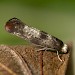 Adult • Chorlton Water Park, Gtr. Manchester, reared from larva on Crataegus • © Ben Smart