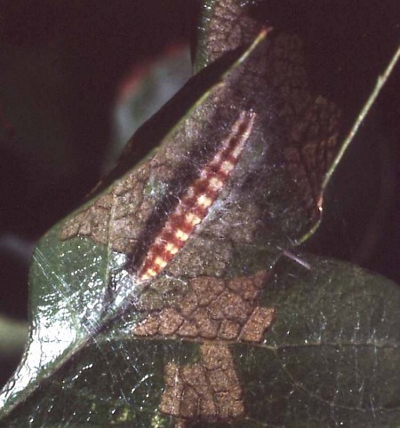 Swammerdamia pyrella